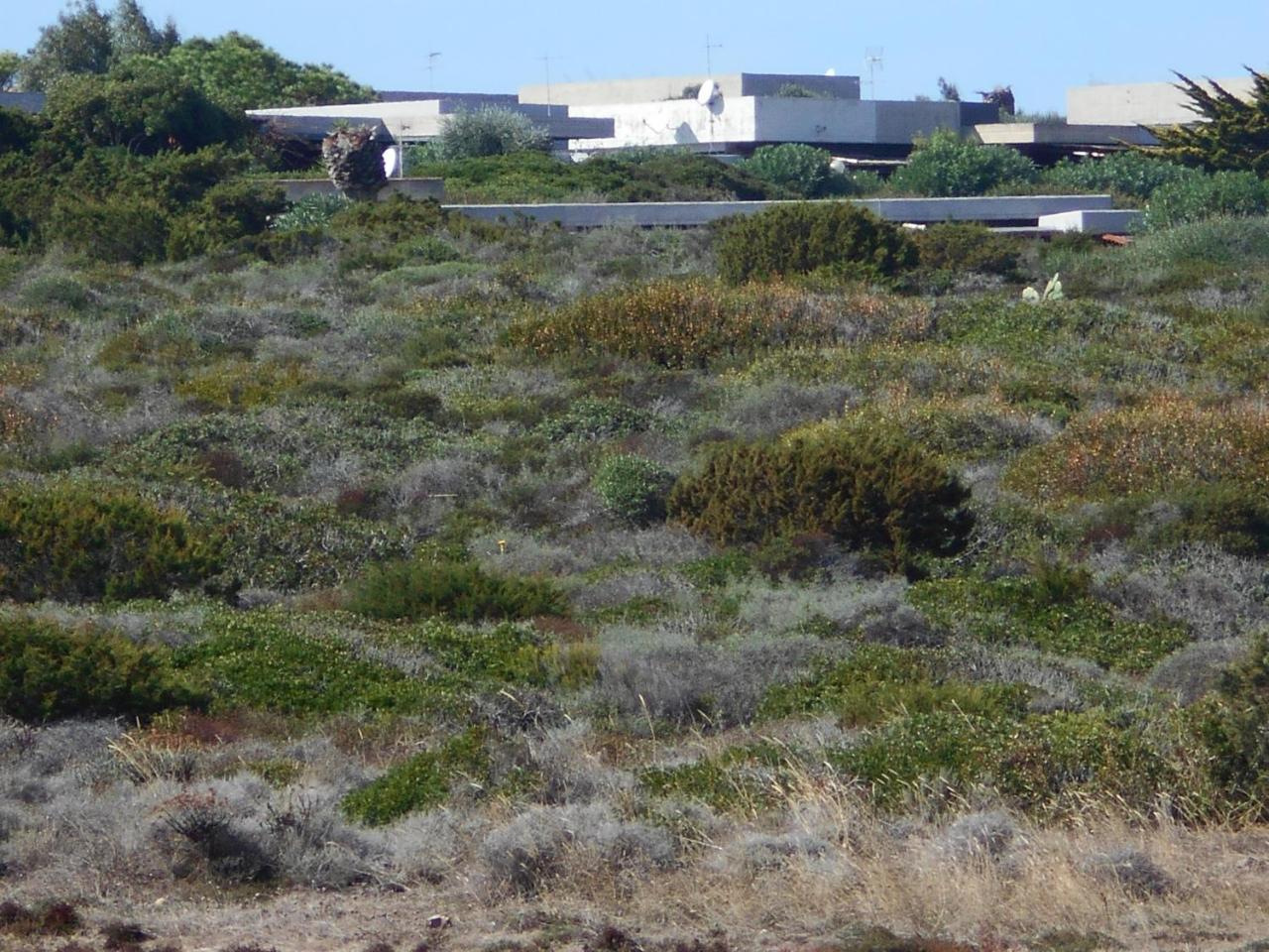 Le Case Punta Negra Stintino Luaran gambar
