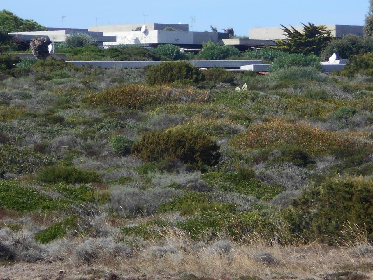 Le Case Punta Negra Stintino Luaran gambar